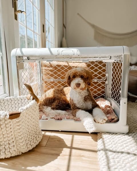 Competitor ad: modern pet crate